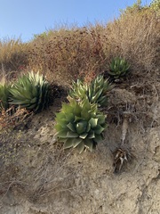 Agave shawii shawii