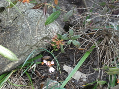 Rhododendron rhuyuenense