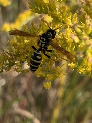 Polistes dominula