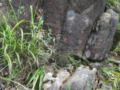 Rhododendron rhuyuenense