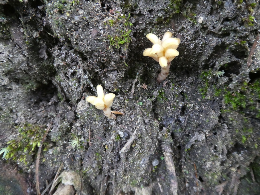 Odontochilus guangdongensis