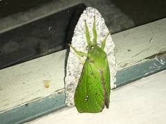 Aenetus eximia