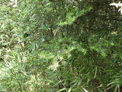 Nothotsuga longibracteata