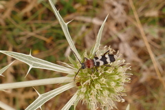 Chlorophorus trifasciatus