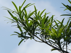 Podocarpus neriifolius