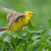 Yellow-headed Wagtail - Photo (c) Анна Голубева, some rights reserved (CC BY-NC-ND), uploaded by Анна Голубева