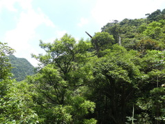 Podocarpus neriifolius