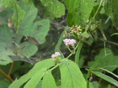 Callicarpa rubella
