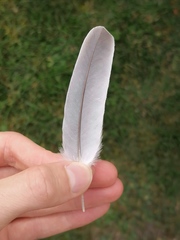 Streptopelia decaocto