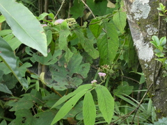 Callicarpa rubella