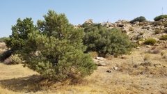 Pinus monophylla