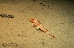 Chelidonichthys obscurus