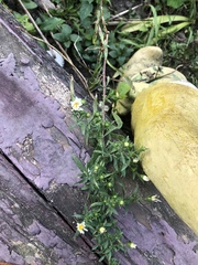 Symphyotrichum pilosum pilosum