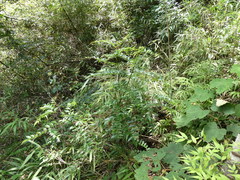 Zanthoxylum avicennae