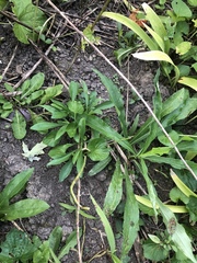 Symphyotrichum pilosum pilosum