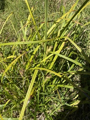 Carex frankii