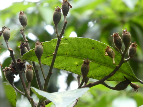 Image of Eriobotrya Fragrans (Eriobotrya fragrans) by (c) Aaron Liston, some rights reserved (CC BY)