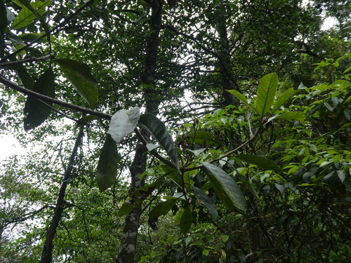 Image of Eriobotrya Fragrans (Eriobotrya fragrans) by (c) Aaron Liston, some rights reserved (CC BY)