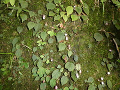 Begonia fimbristipula