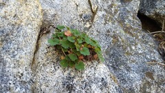 Heuchera hirsutissima