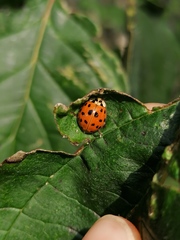Harmonia axyridis