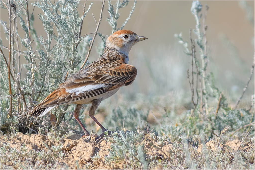 White-winged Lark photo