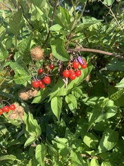 Solanum dulcamara