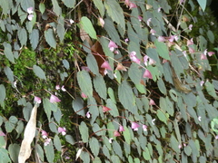 Begonia fimbristipula