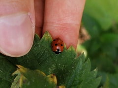 Coccinella septempunctata