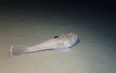 Uranoscopus scaber