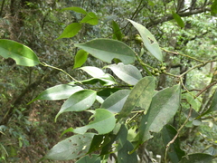 Ilex subficoidea