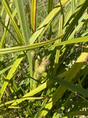 Carex frankii