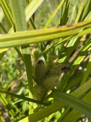 Carex frankii