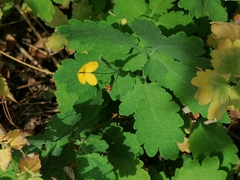 Chelidonium majus