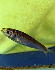Alosa sapidissima