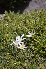 Ornithogalum collinum