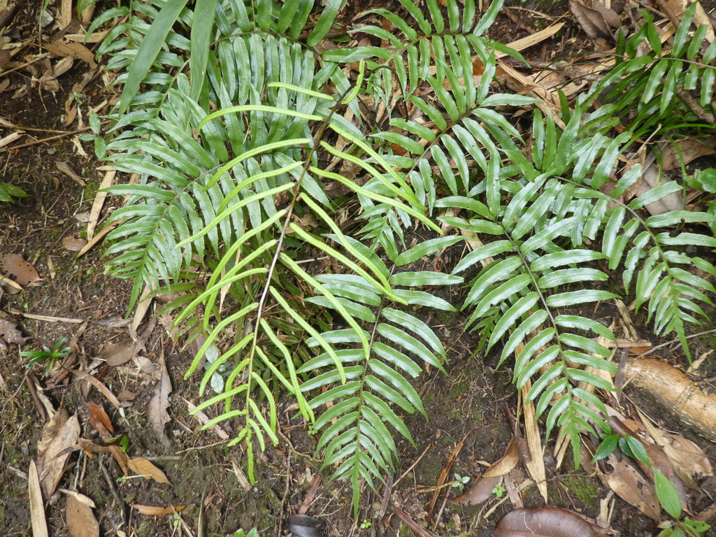 Plagiogyria japonica (Plagiogyria japonica)