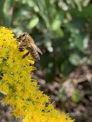 Apis mellifera