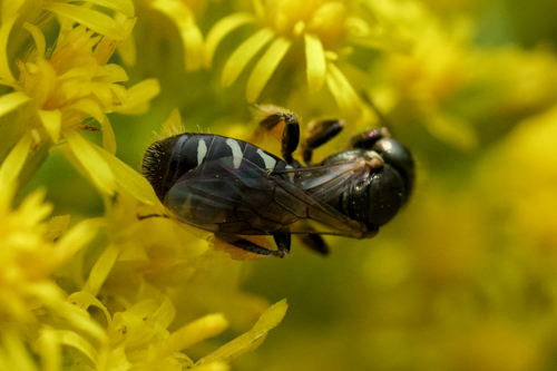 Eight-spotted Fairy Bee photo 3
