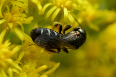 Perdita octomaculata