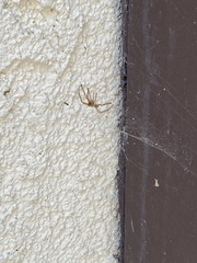 Araneae