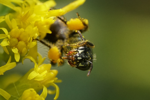 Eight-spotted Fairy Bee photo 4