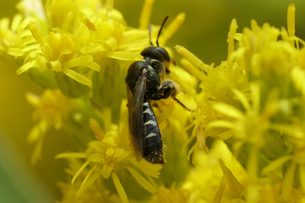 Eight-spotted Fairy Bee