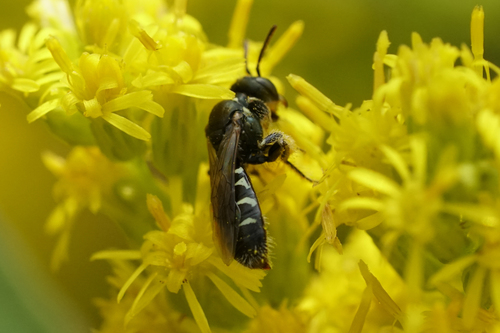 Eight-spotted Fairy Bee