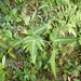 Rubus glabricarpus eglandulosus - Photo (c) Aaron Liston, some rights reserved (CC BY), uploaded by Aaron Liston
