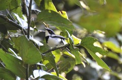 Batis dimorpha dimorpha