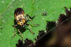 Eudioctria sackeni