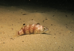 Serranus hepatus