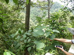 Actinidia