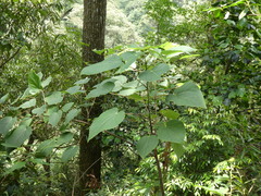Idesia polycarpa
